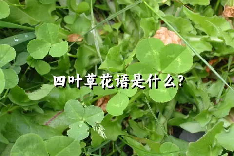 四叶草花语是什么？