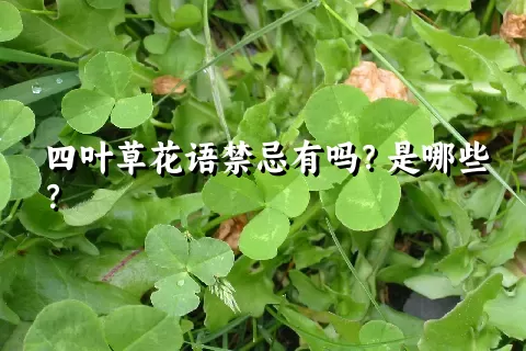 四叶草花语禁忌有吗？是哪些？