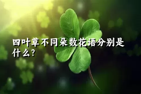 四叶草不同朵数花语分别是什么？