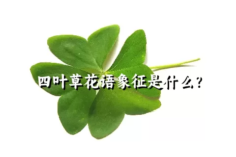 四叶草花语象征是什么？