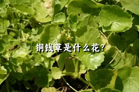 铜钱草是什么花？