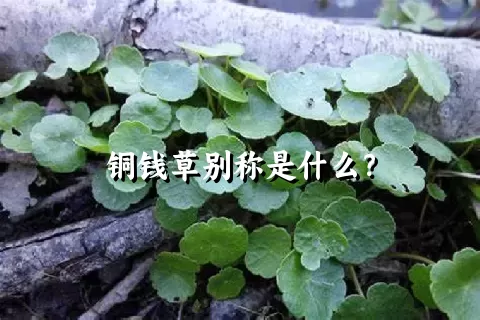 铜钱草别称是什么？