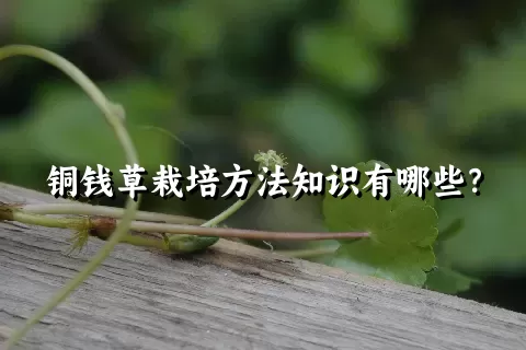 铜钱草栽培方法知识有哪些？