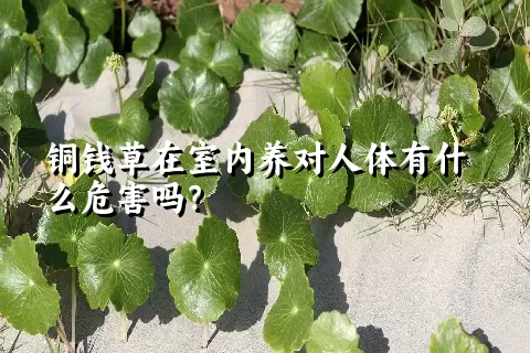 铜钱草在室内养对人体有什么危害吗？