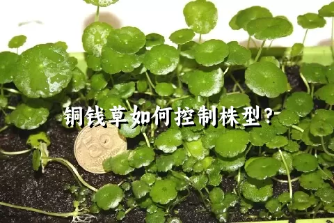 铜钱草如何控制株型？