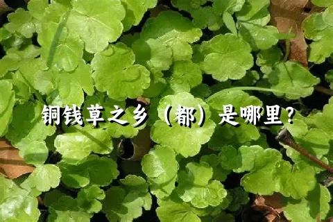 铜钱草之乡（都）是哪里？