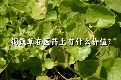 铜钱草在医药上有什么价值？