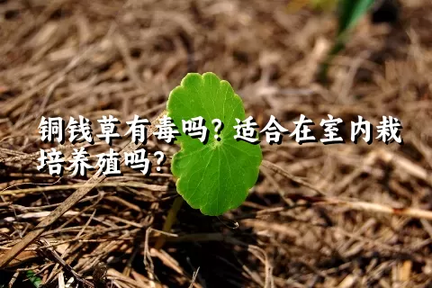 铜钱草有毒吗？适合在室内栽培养殖吗？