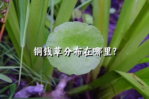 铜钱草分布在哪里?