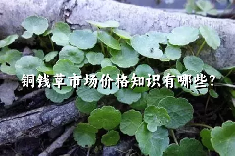 铜钱草市场价格知识有哪些？