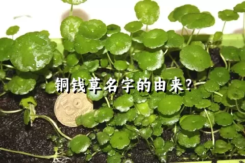 铜钱草名字的由来？