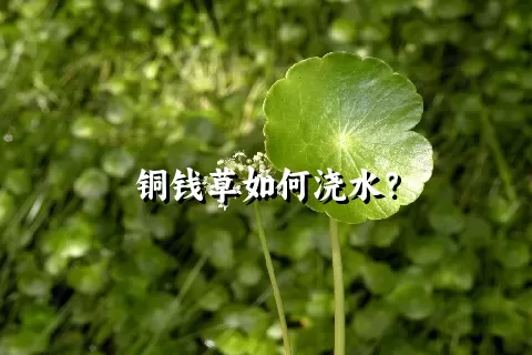 铜钱草如何浇水？