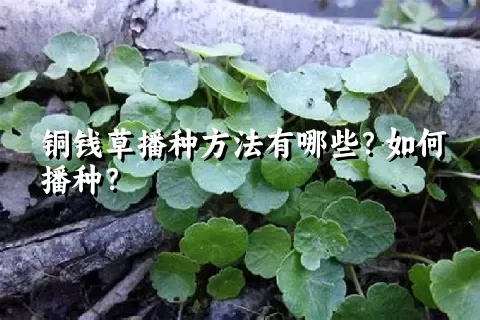 铜钱草播种方法有哪些？如何播种？