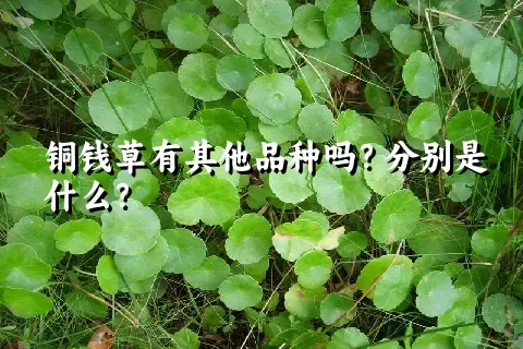 铜钱草有其他品种吗？分别是什么？