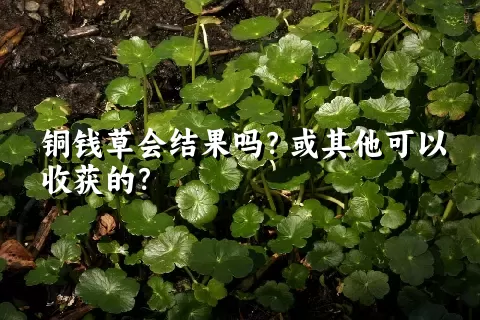 铜钱草会结果吗？或其他可以收获的？