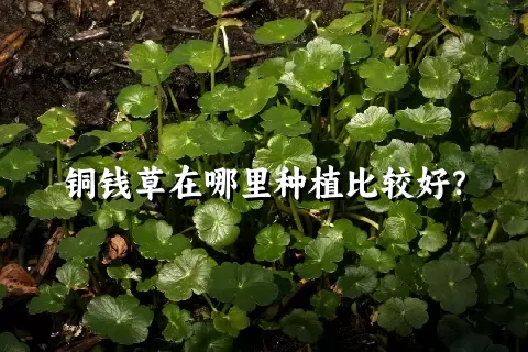 铜钱草在哪里种植比较好？