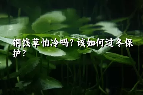 铜钱草怕冷吗？该如何过冬保护？