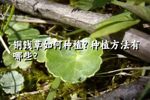 铜钱草如何种植？种植方法有哪些？