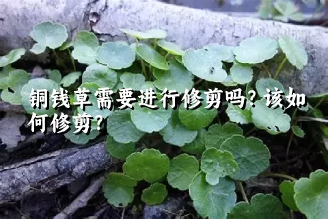 铜钱草需要进行修剪吗？该如何修剪？