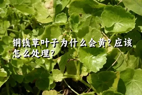 铜钱草叶子为什么会黄？应该怎么处理？