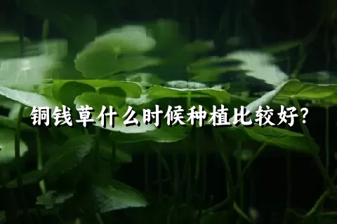 铜钱草什么时候种植比较好？