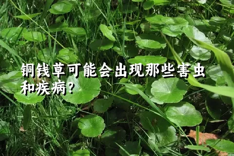 铜钱草可能会出现那些害虫和疾病？