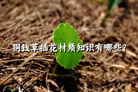 铜钱草插花材质知识有哪些？