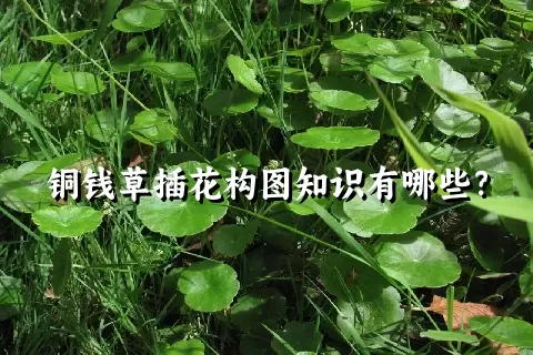 铜钱草插花构图知识有哪些？