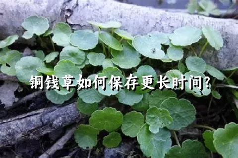 铜钱草如何保存更长时间？