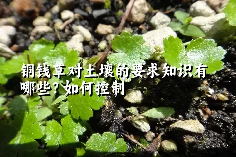 铜钱草对土壤的要求知识有哪些？如何控制