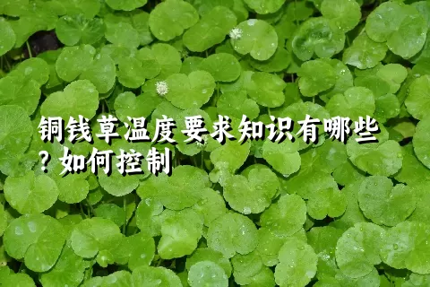 铜钱草温度要求知识有哪些？如何控制