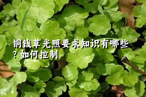 铜钱草光照要求知识有哪些？如何控制