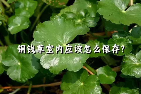 铜钱草室内应该怎么保存？