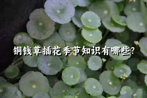 铜钱草插花季节知识有哪些？