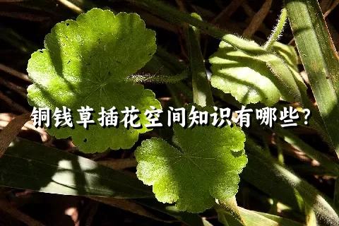 铜钱草插花空间知识有哪些？