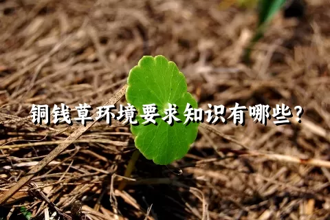 铜钱草环境要求知识有哪些？