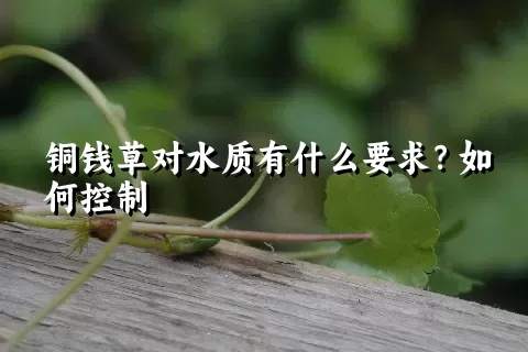 铜钱草对水质有什么要求？如何控制