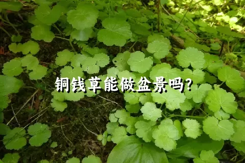 铜钱草能做盆景吗？