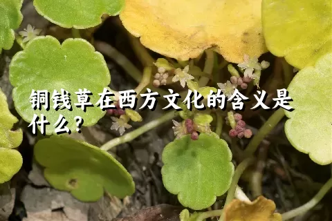 铜钱草在西方文化的含义是什么？