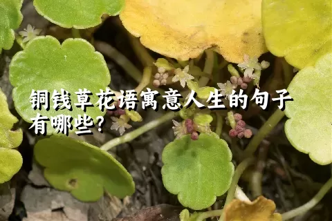 铜钱草花语寓意人生的句子有哪些？