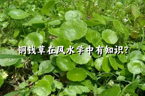 铜钱草在风水学中有知识？