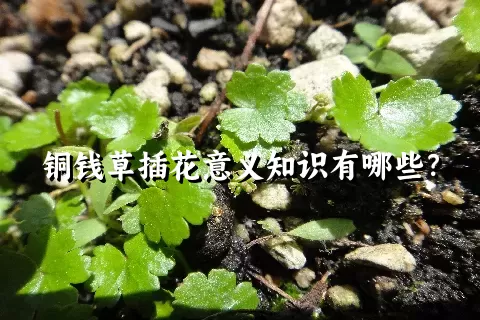 铜钱草插花意义知识有哪些？