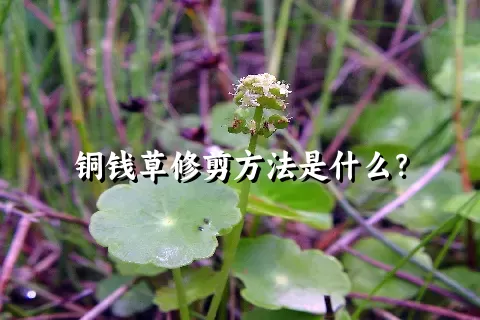 铜钱草修剪方法是什么？