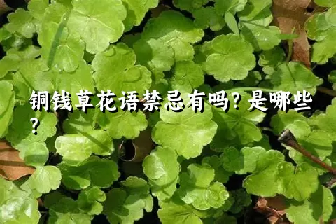 铜钱草花语禁忌有吗？是哪些？