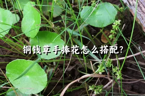 铜钱草手捧花怎么搭配？