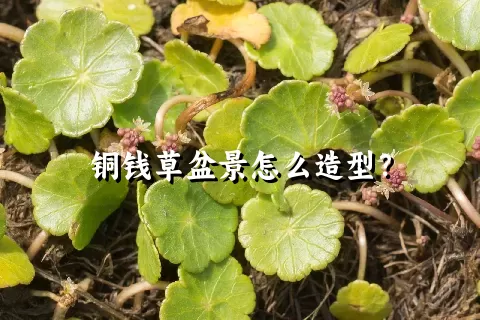 铜钱草盆景怎么造型？