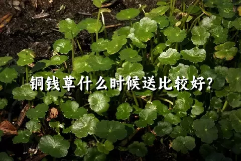 铜钱草什么时候送比较好？