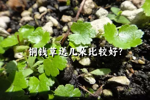 铜钱草送几朵比较好？