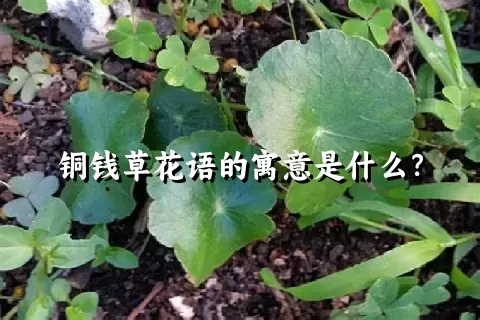 铜钱草花语的寓意是什么？