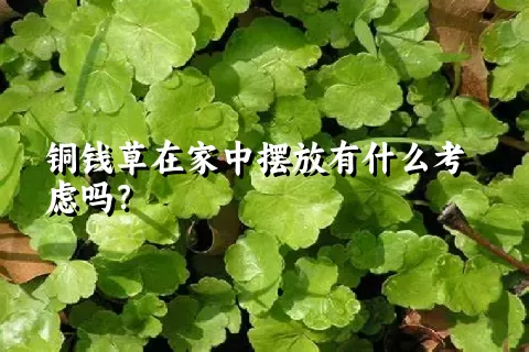 铜钱草在家中摆放有什么考虑吗？